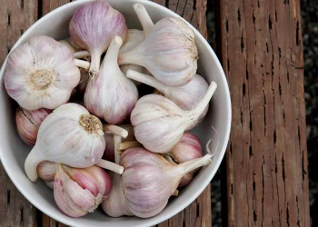 Unlocking the Potential of Your Garden: A Comprehensive Guide to Territorial Seed Company