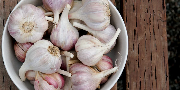 Unlocking the Potential of Your Garden: A Comprehensive Guide to Territorial Seed Company