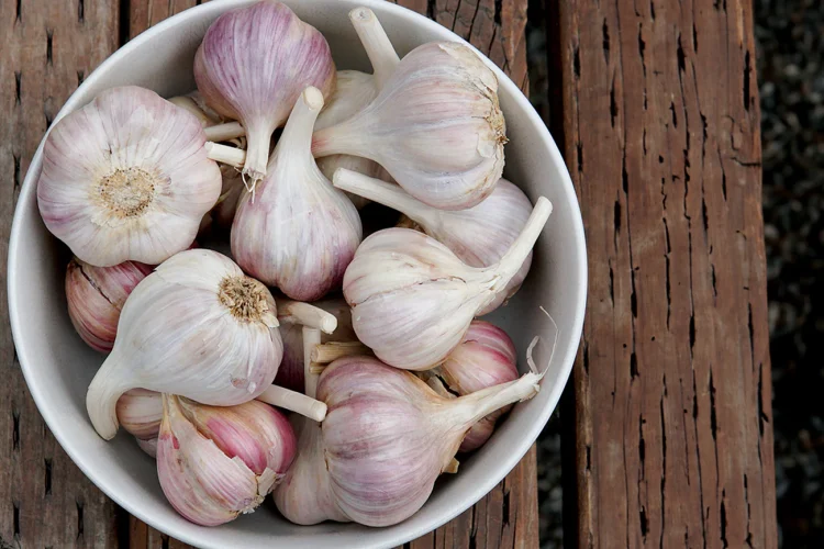 Unlocking the Potential of Your Garden: A Comprehensive Guide to Territorial Seed Company